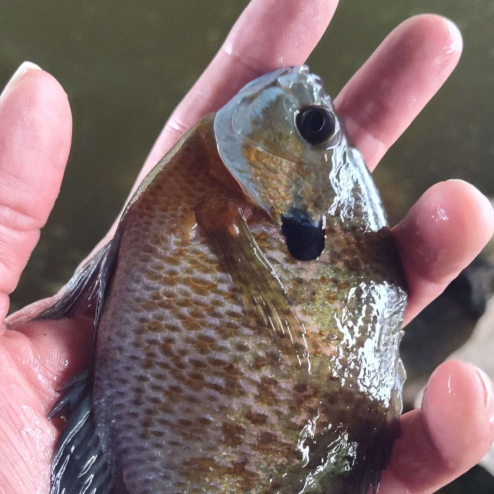 Bluegill caught on Fishbrain