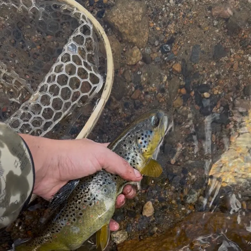 Brown trout caught on Fishbrain