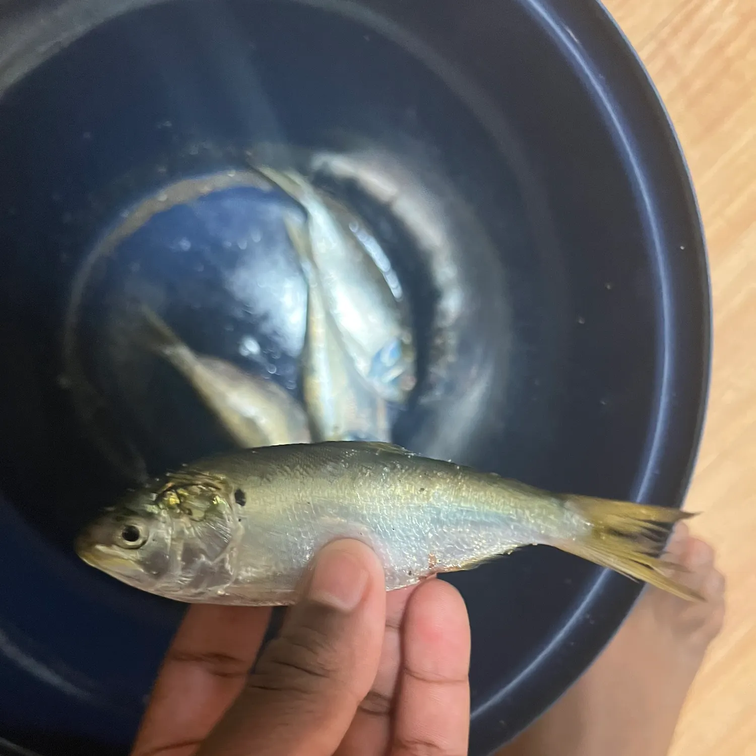 The most recent Gulf menhaden catches on Fishbrain