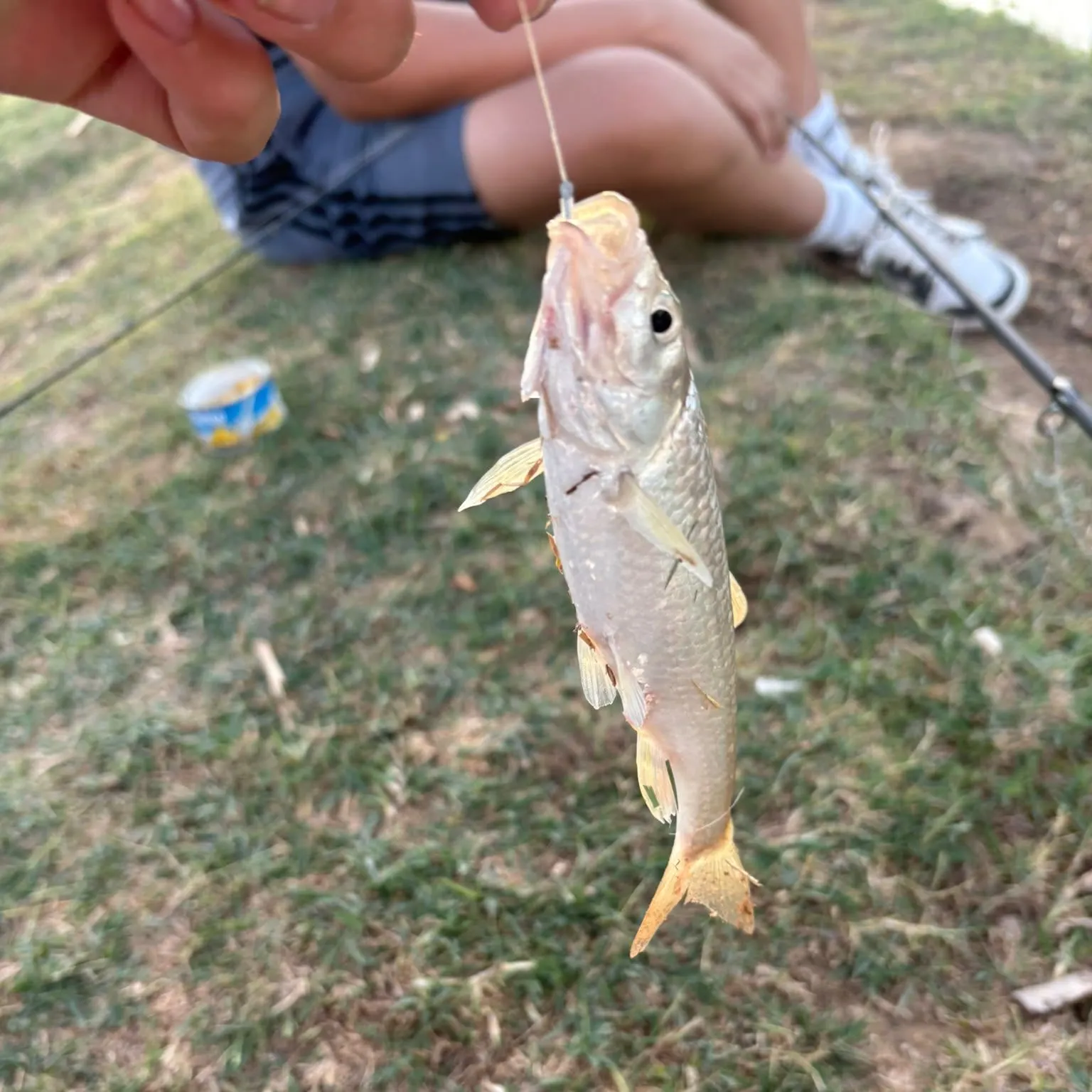 The most recent Iberian nase catches on Fishbrain