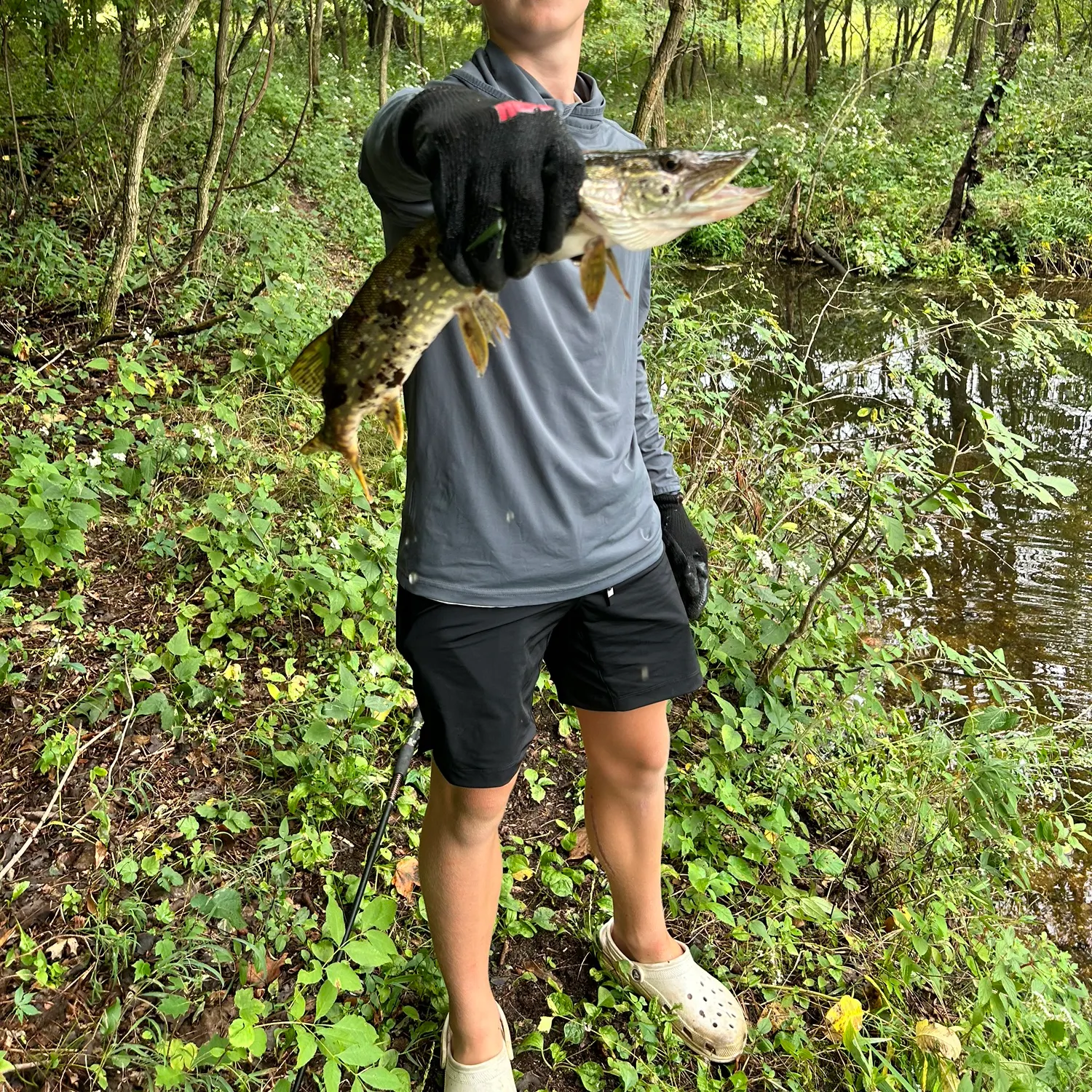 Northern pike caught on Fishbrain