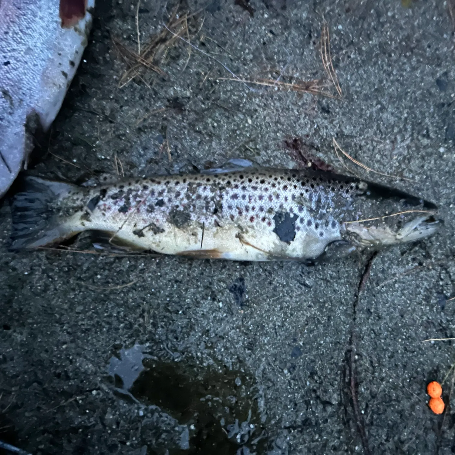 Brown trout caught on Fishbrain