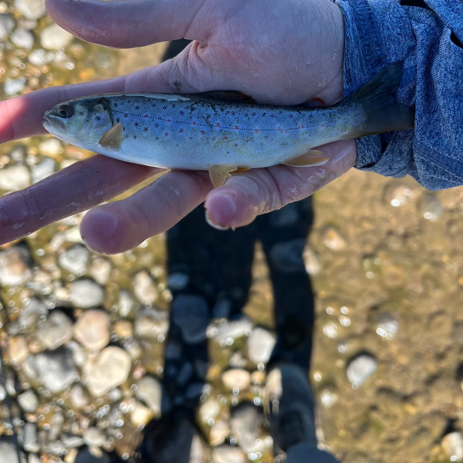Sea trout caught on Fishbrain