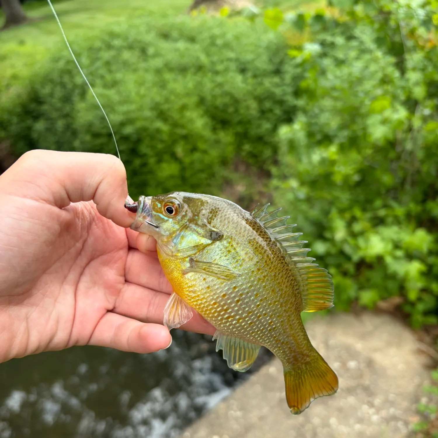 The most recent Redside dace catches on Fishbrain