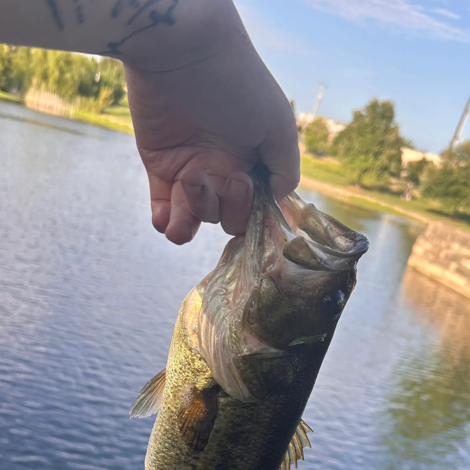 Largemouth bass caught on Fishbrain