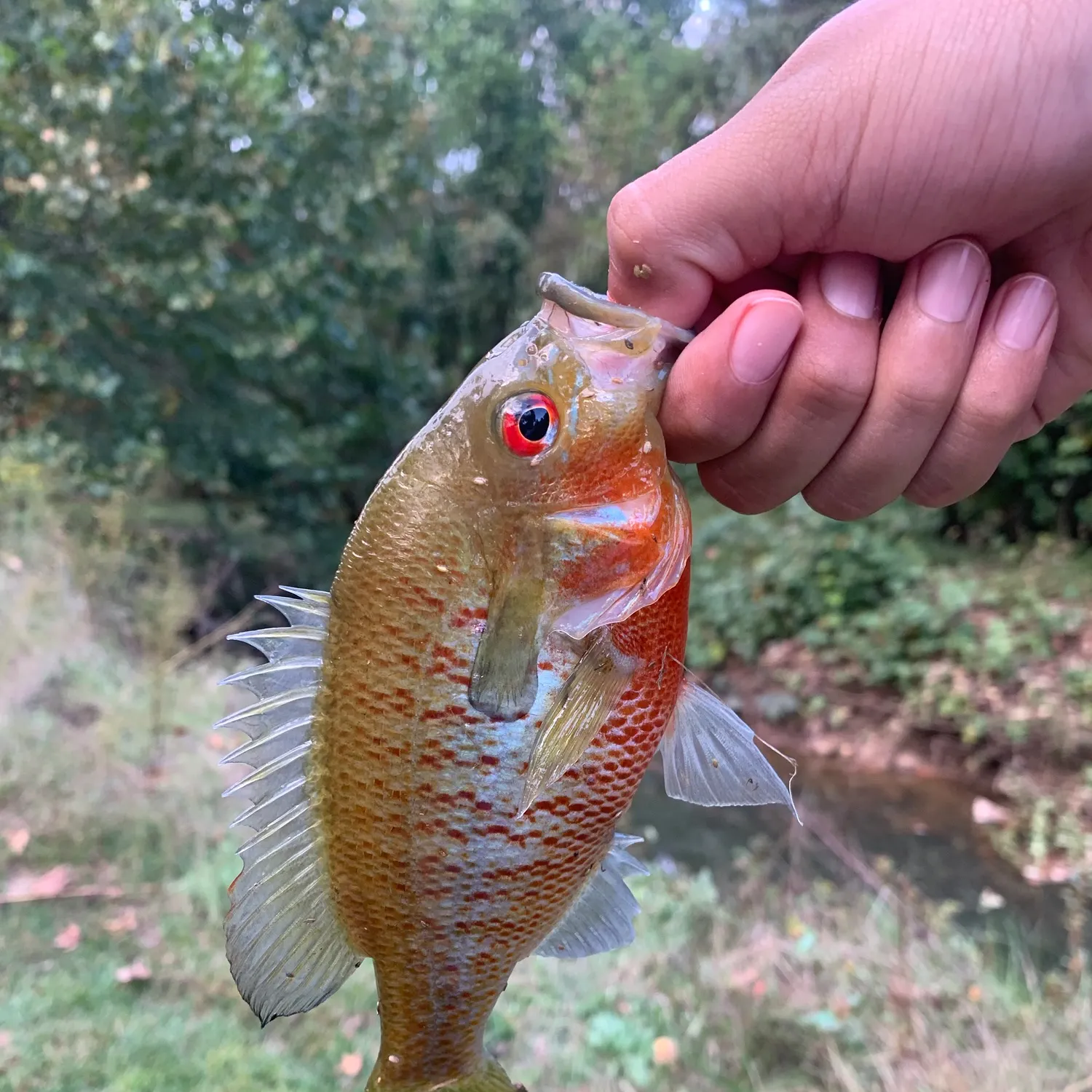 Redbreast sunfish caught on Fishbrain