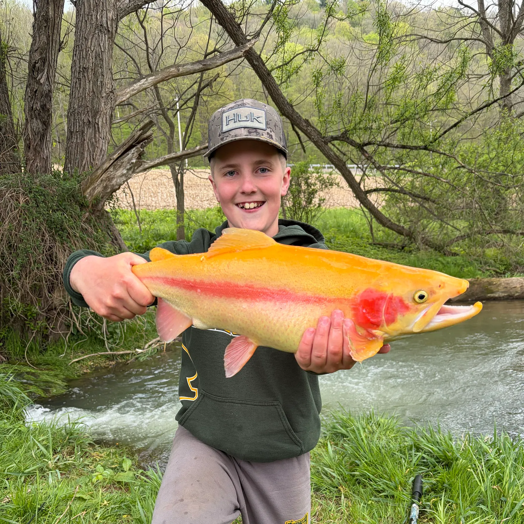 The most recent Golden rainbow trout catches on Fishbrain