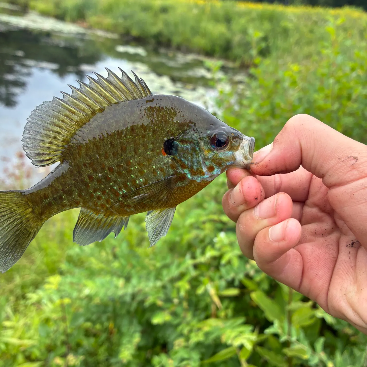 Pumpkinseed caught on Fishbrain