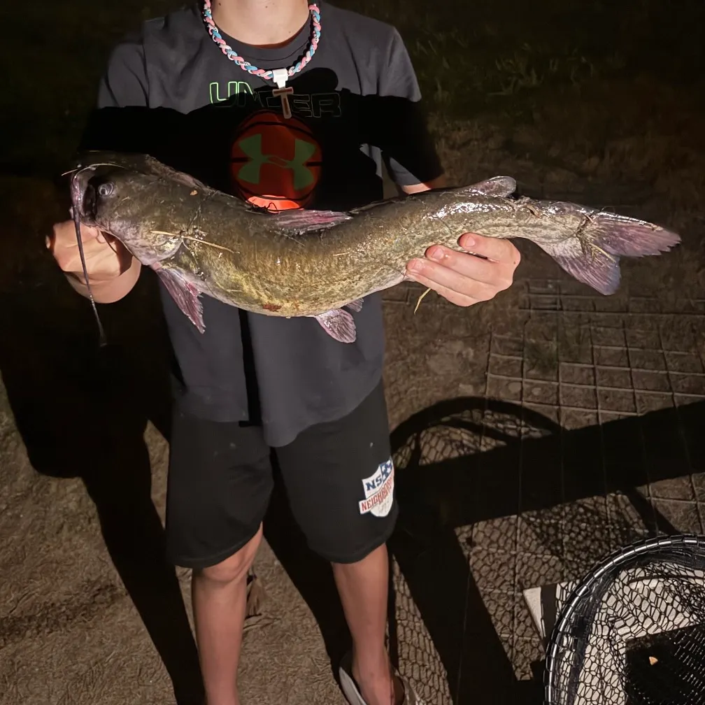 Channel catfish caught on Fishbrain