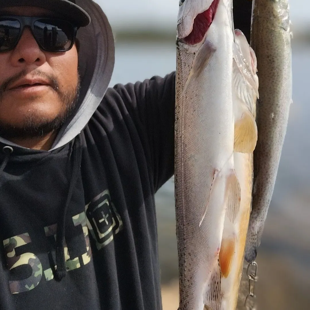 Rainbow trout caught on Fishbrain