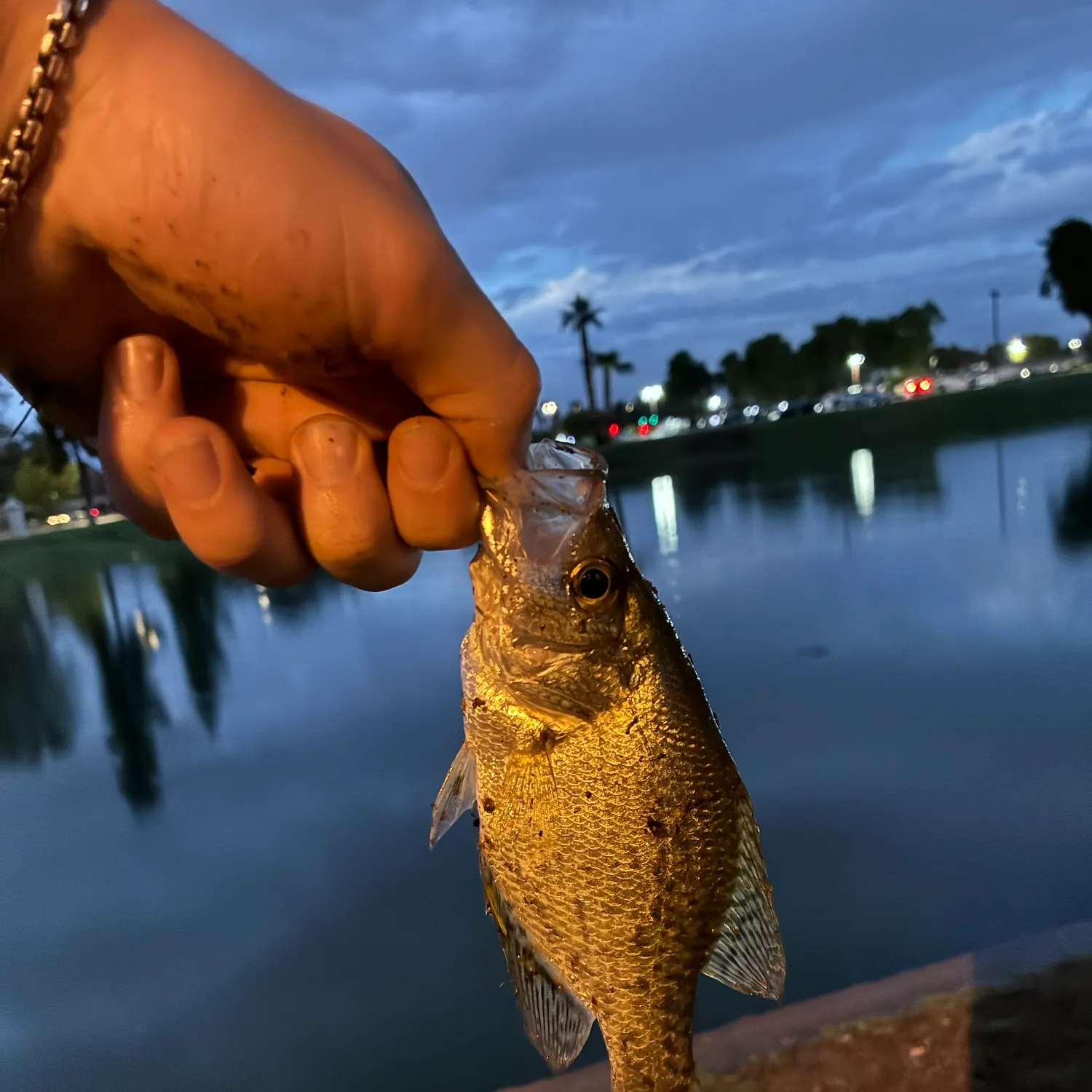 Black crappie caught on Fishbrain