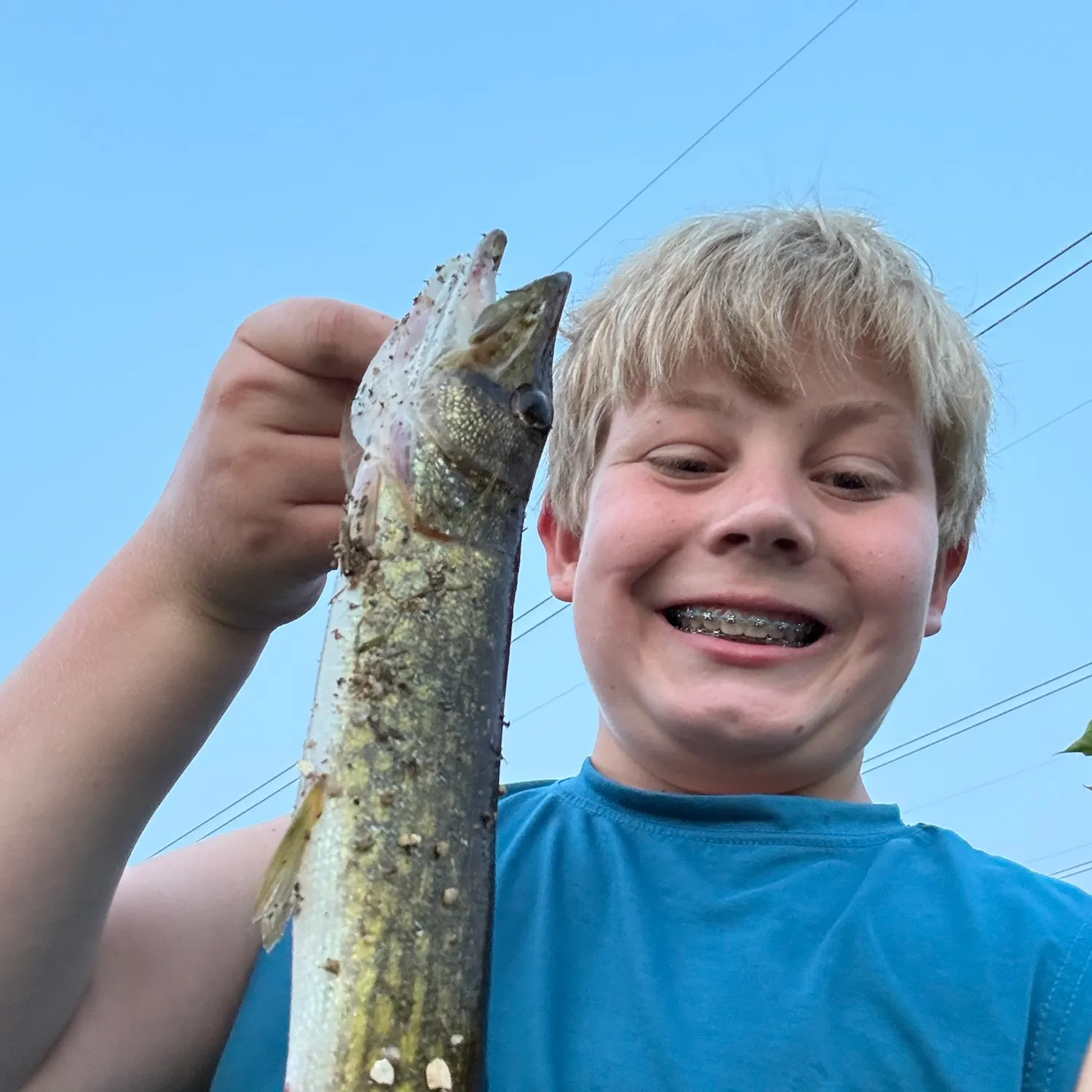 Chain pickerel caught on Fishbrain