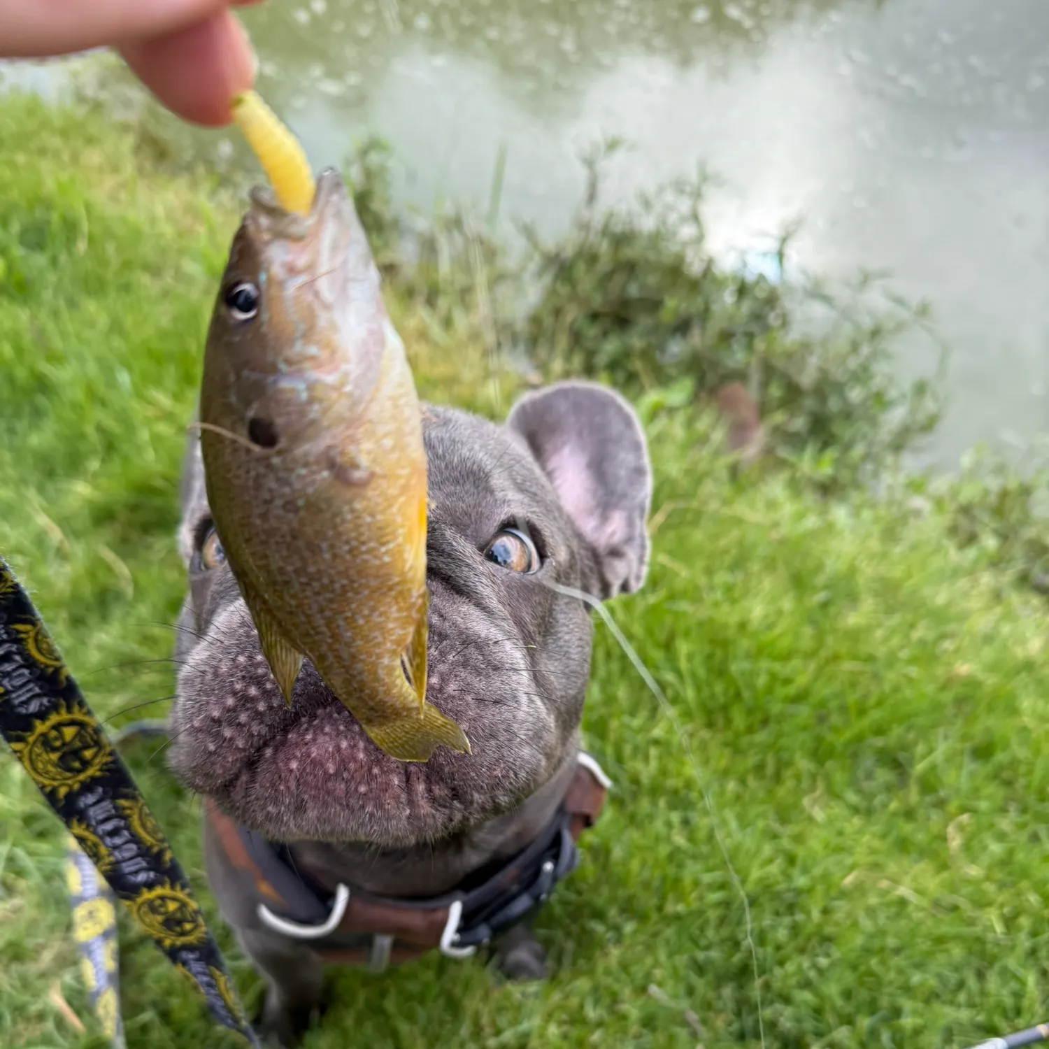 Green sunfish caught on Fishbrain