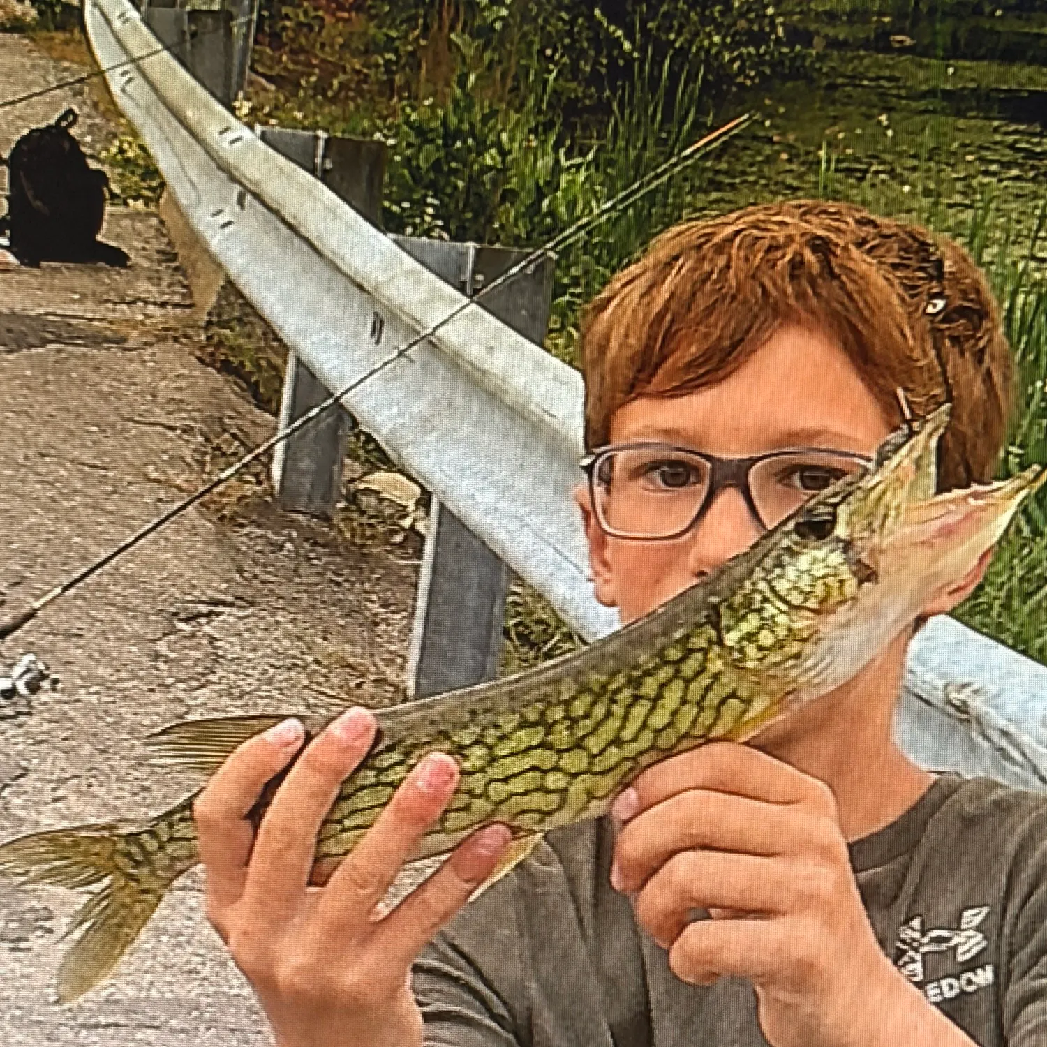 Chain pickerel caught on Fishbrain