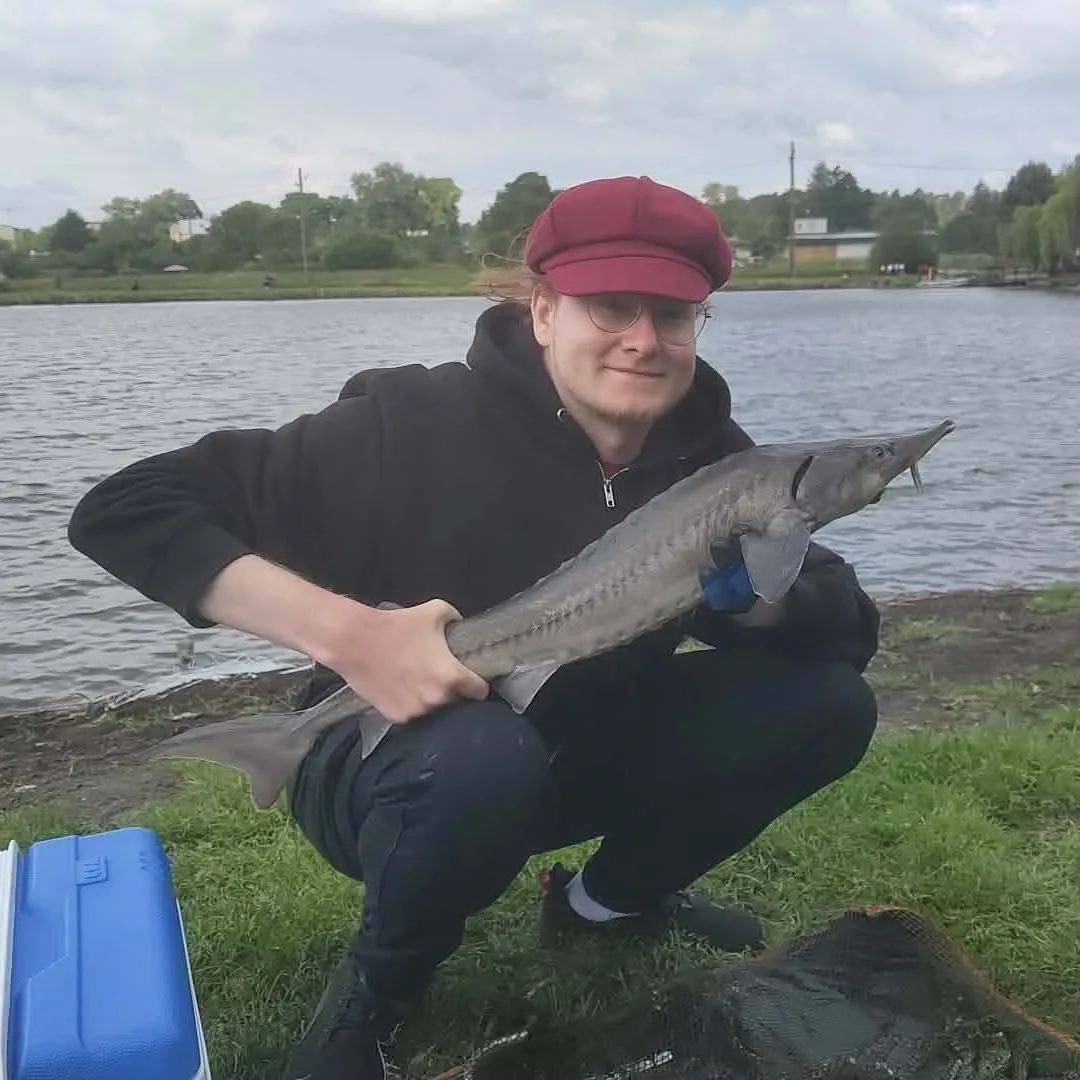 The most recent Green sturgeon catches on Fishbrain