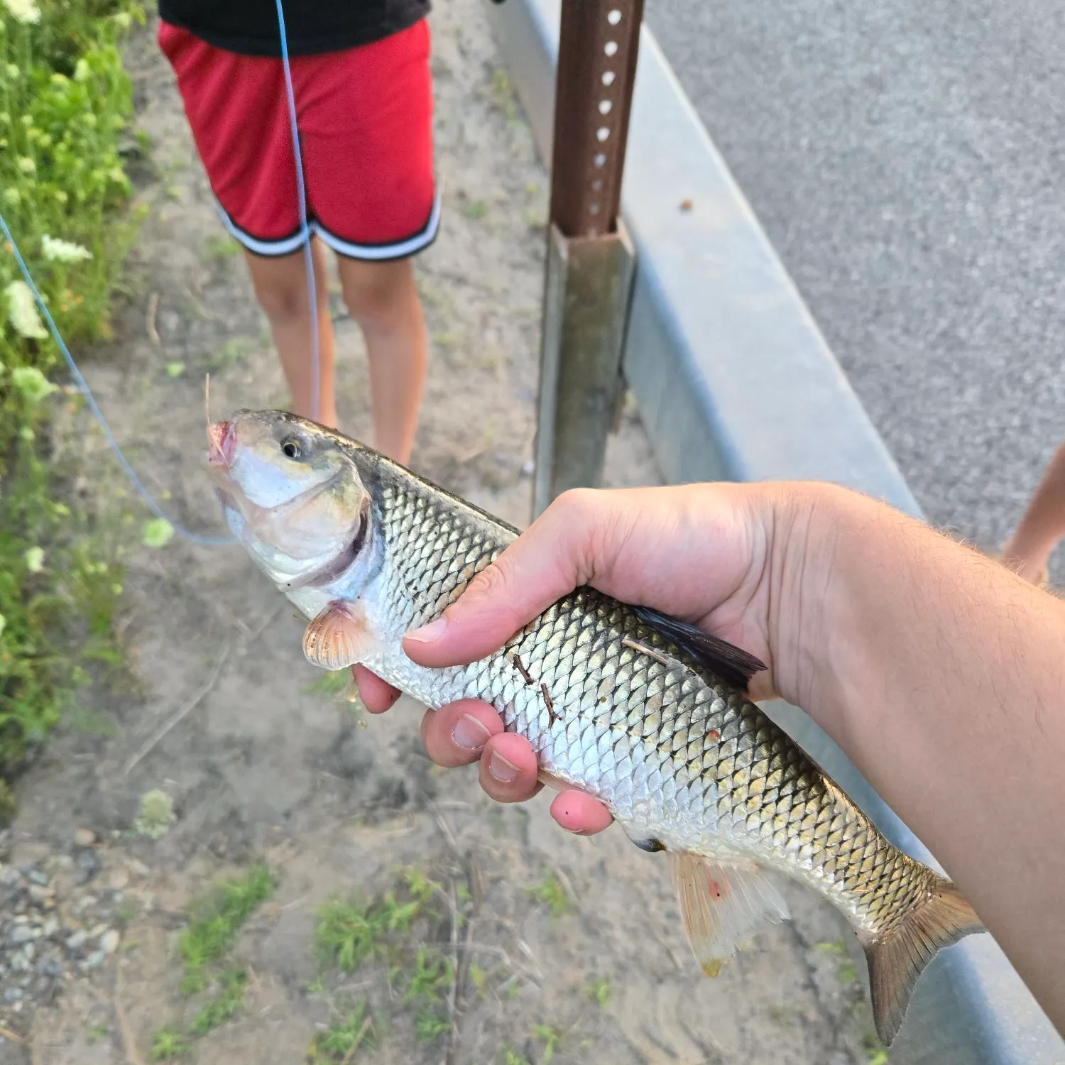 The most recent Fallfish catches on Fishbrain