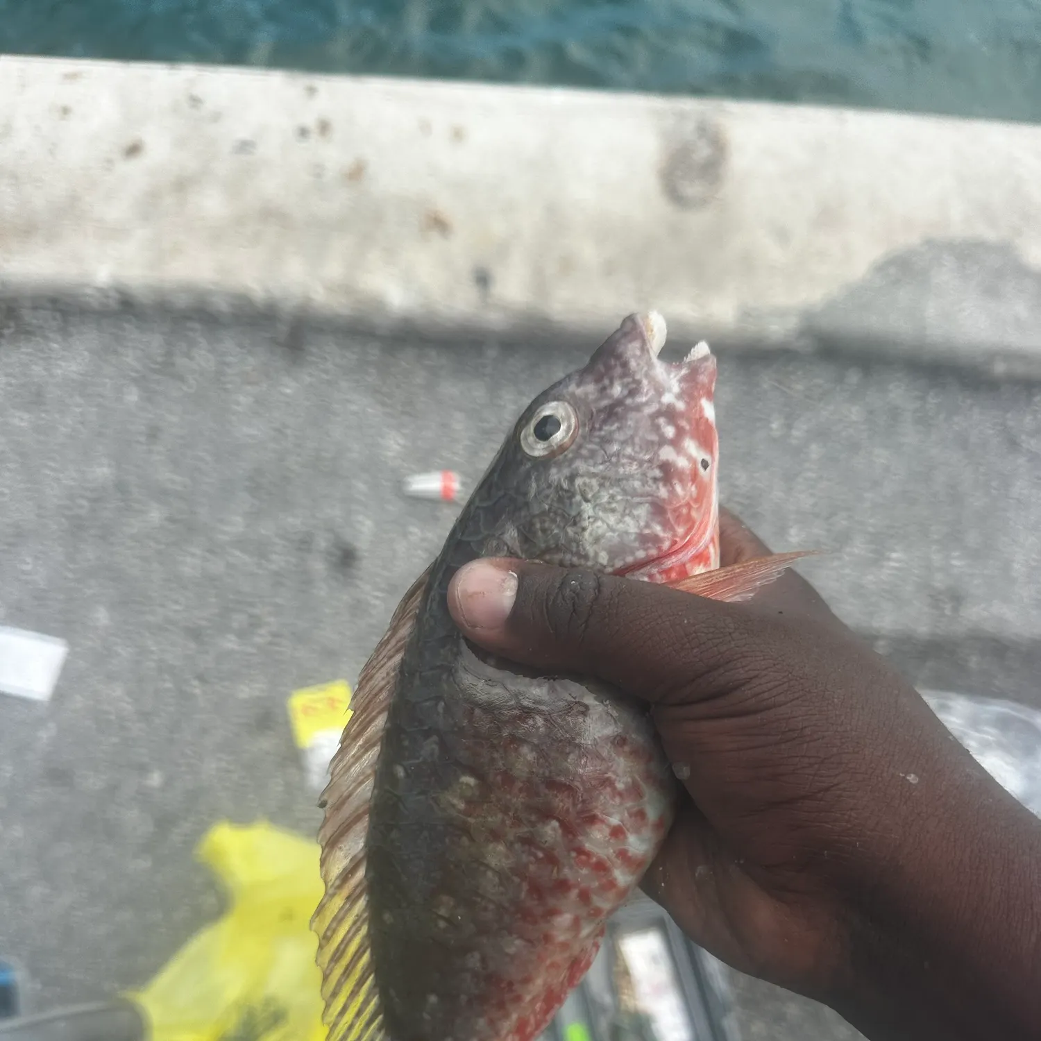 Common parrotfish caught on Fishbrain