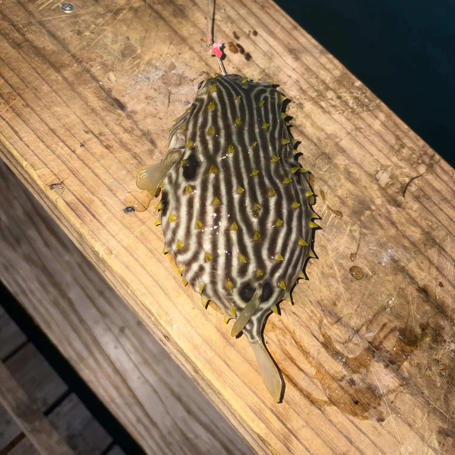 The most recent Black grouper catches on Fishbrain