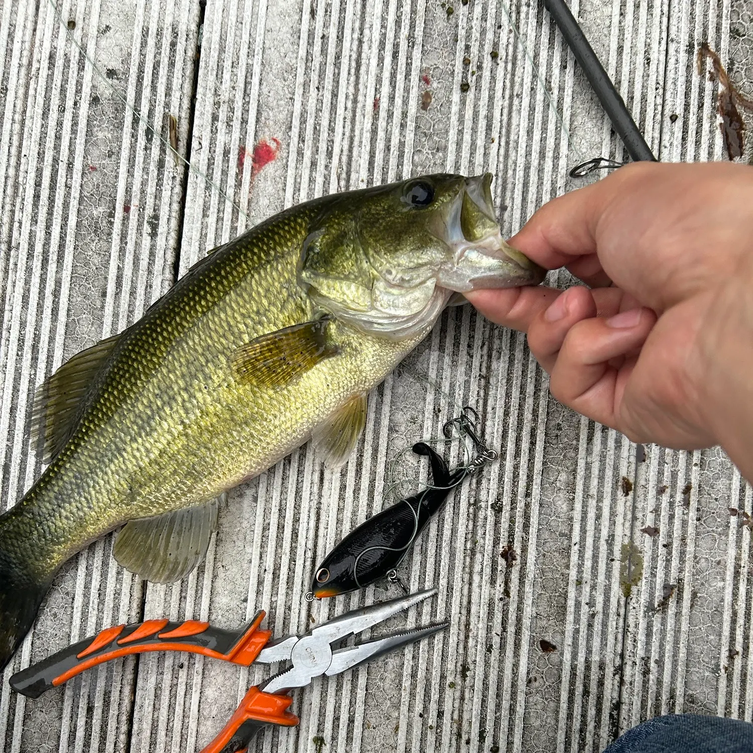 Largemouth bass caught on Fishbrain