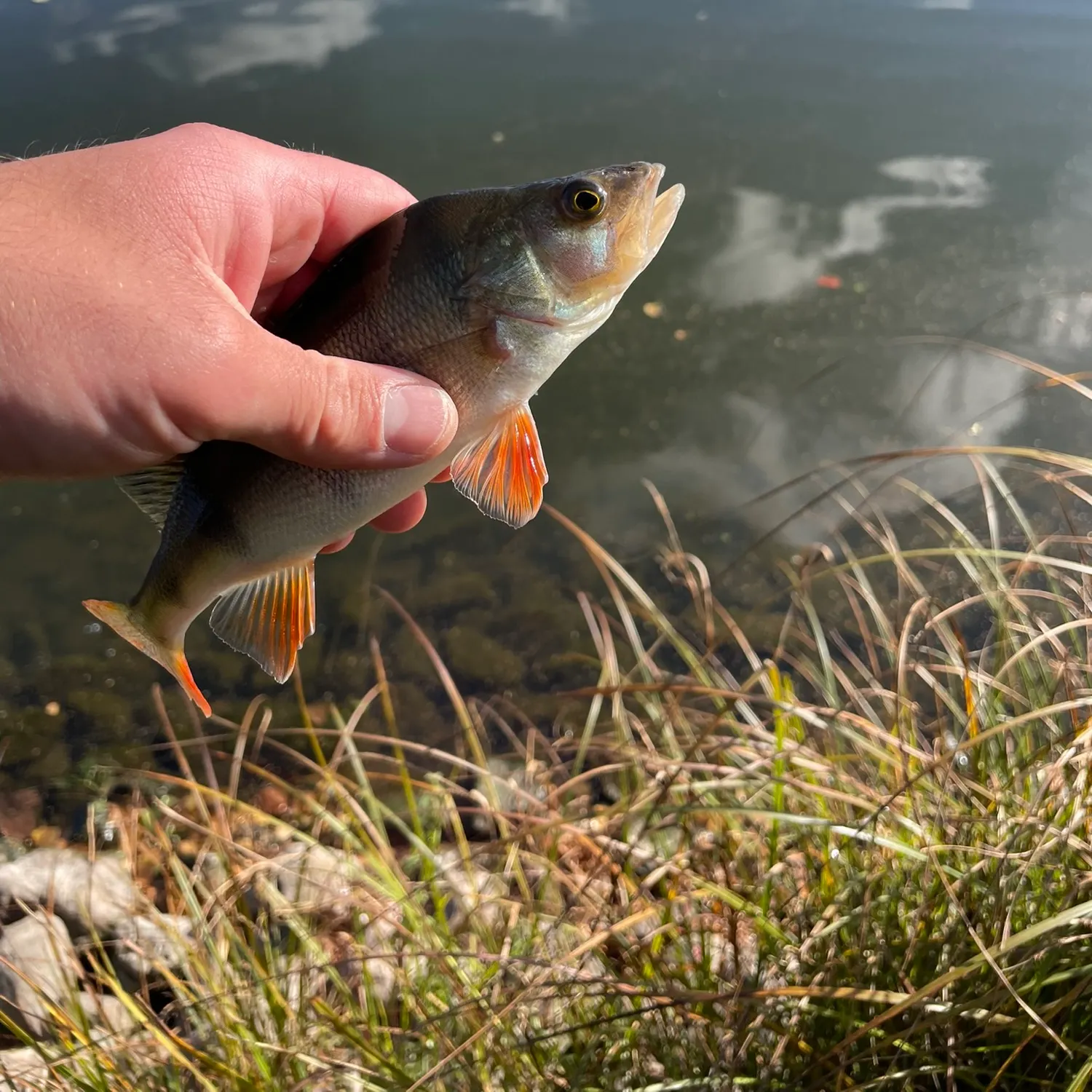 European perch caught on Fishbrain