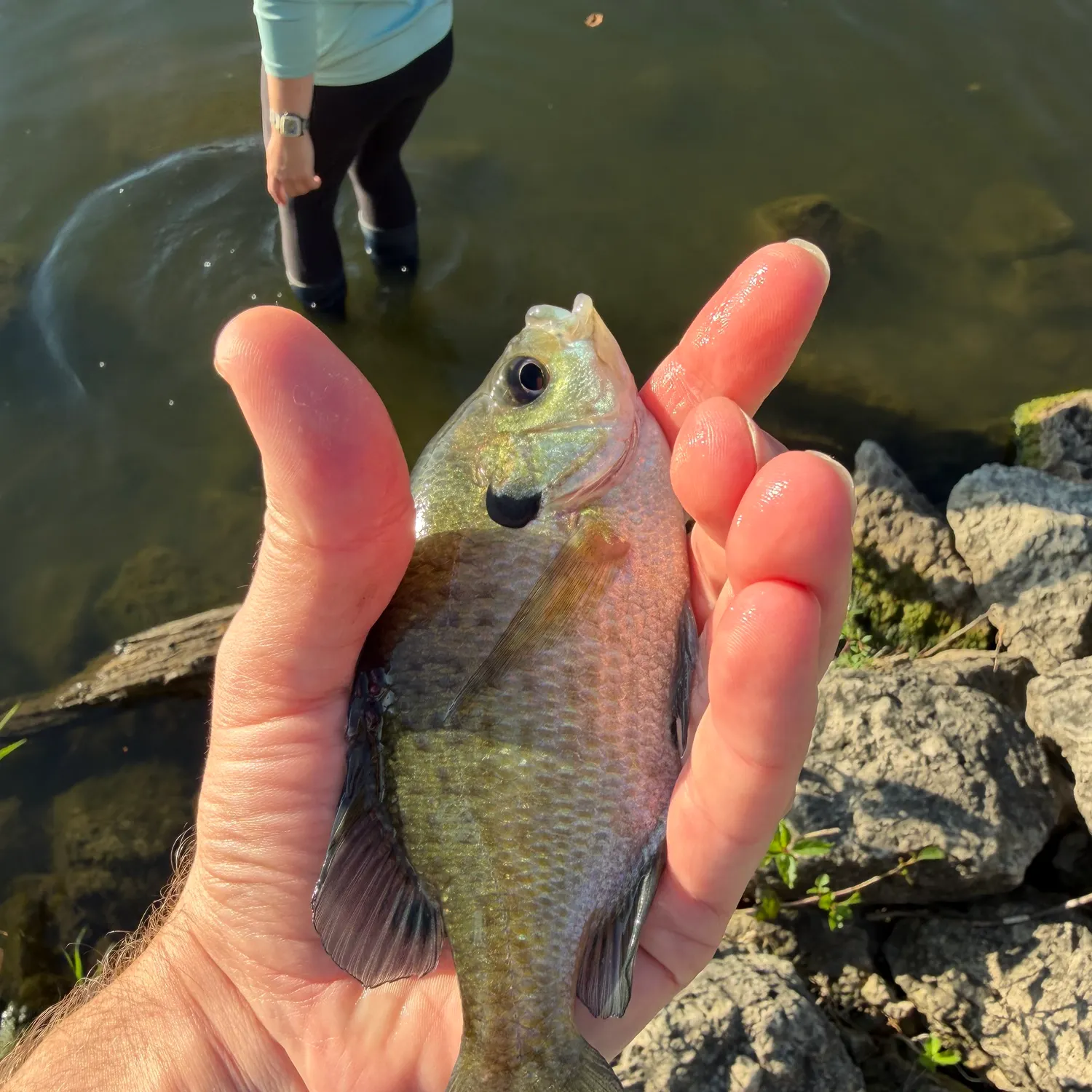Bluegill caught on Fishbrain
