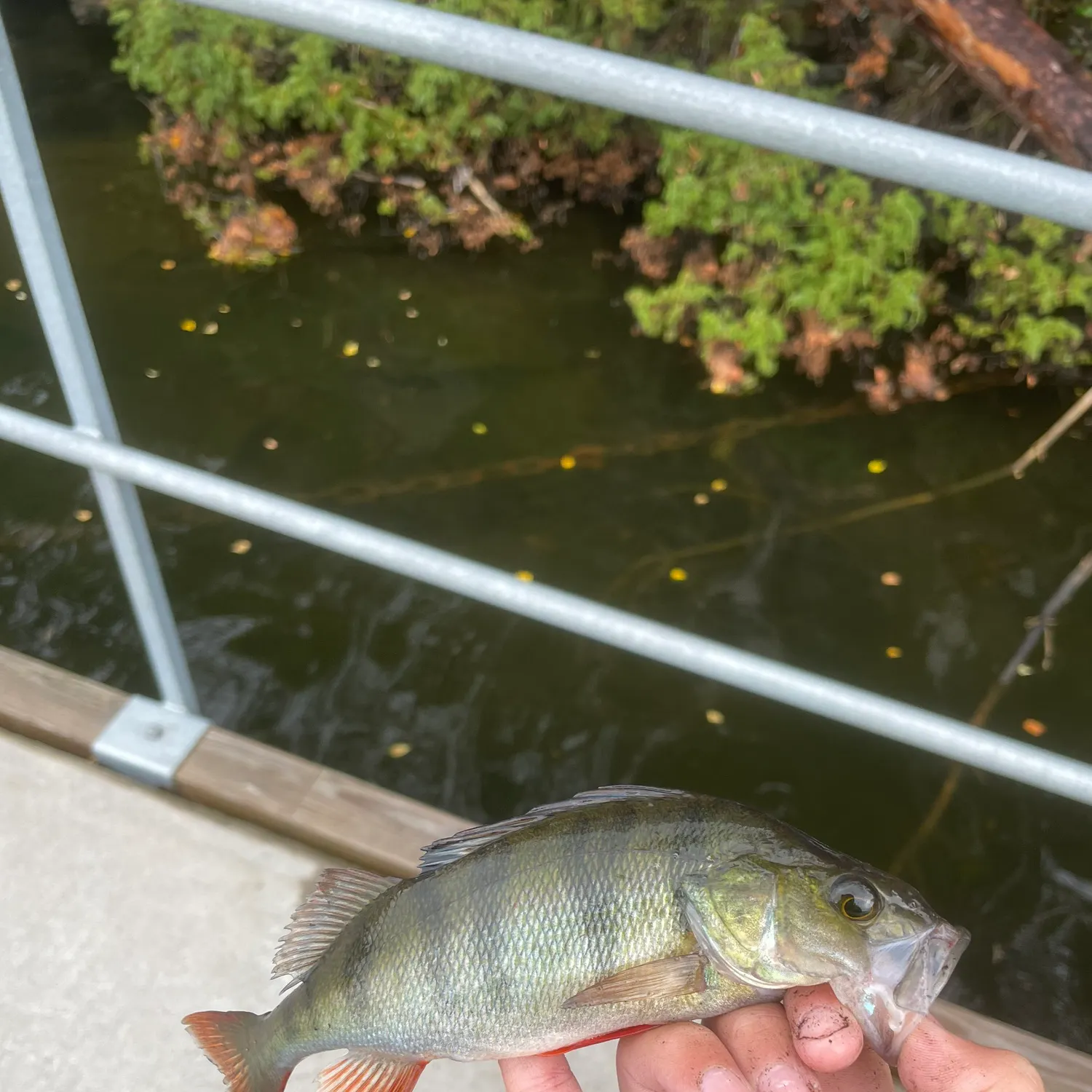 European perch caught on Fishbrain
