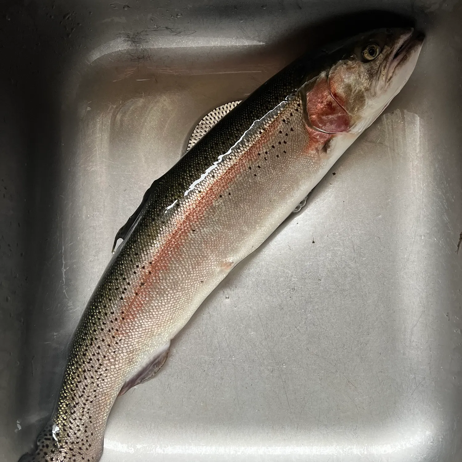 Rainbow trout caught on Fishbrain