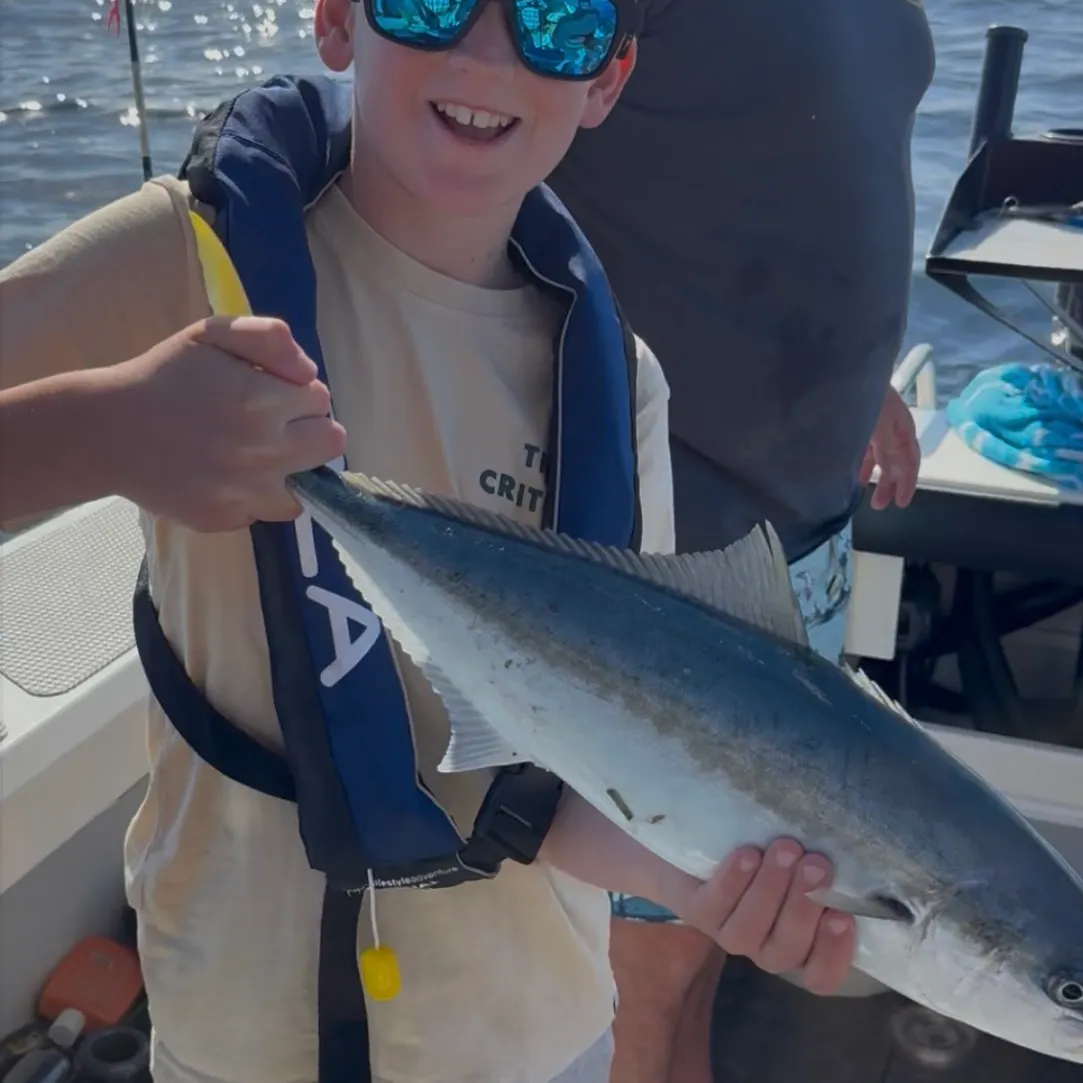 The most recent Southern yellowtail amberjack catches on Fishbrain