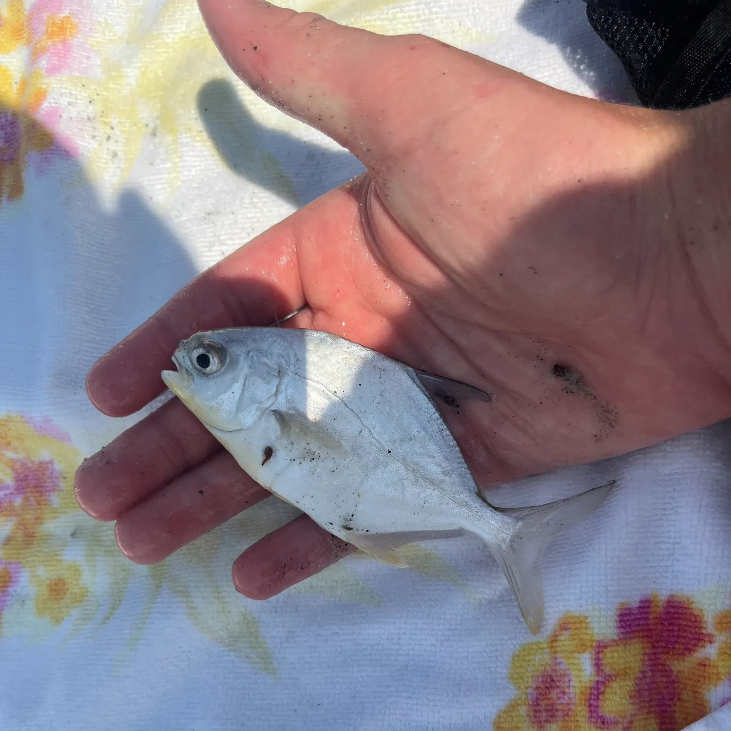 The most recent Palometa catches on Fishbrain
