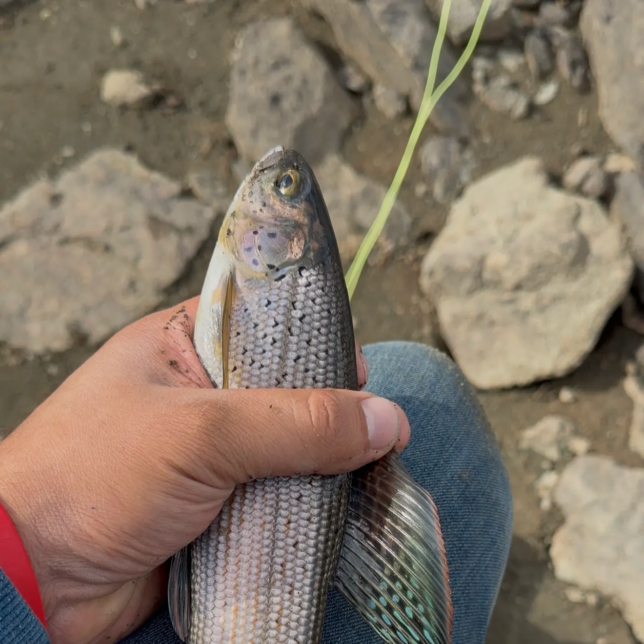 Arctic grayling caught on Fishbrain