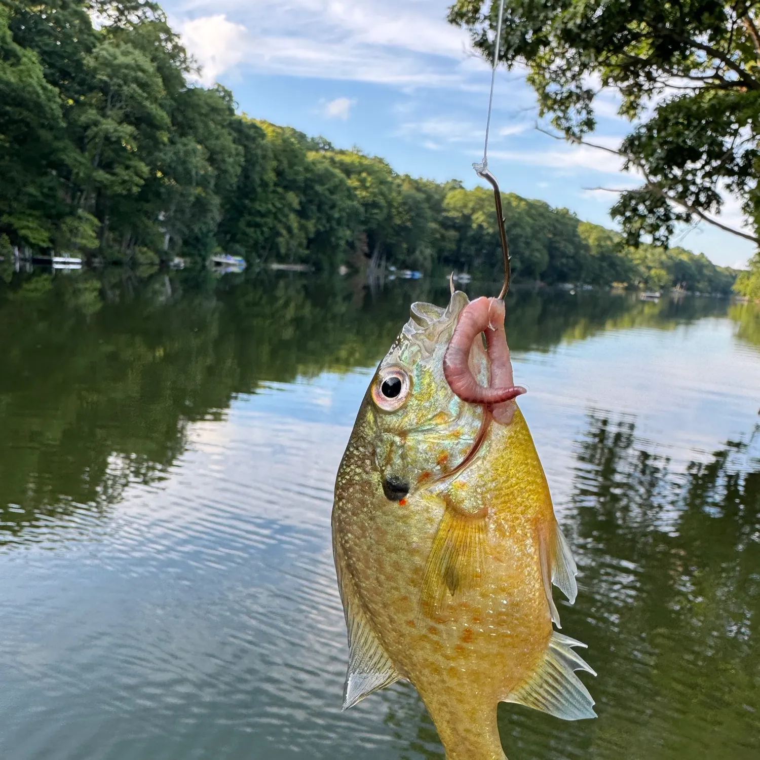 Bluegill caught on Fishbrain