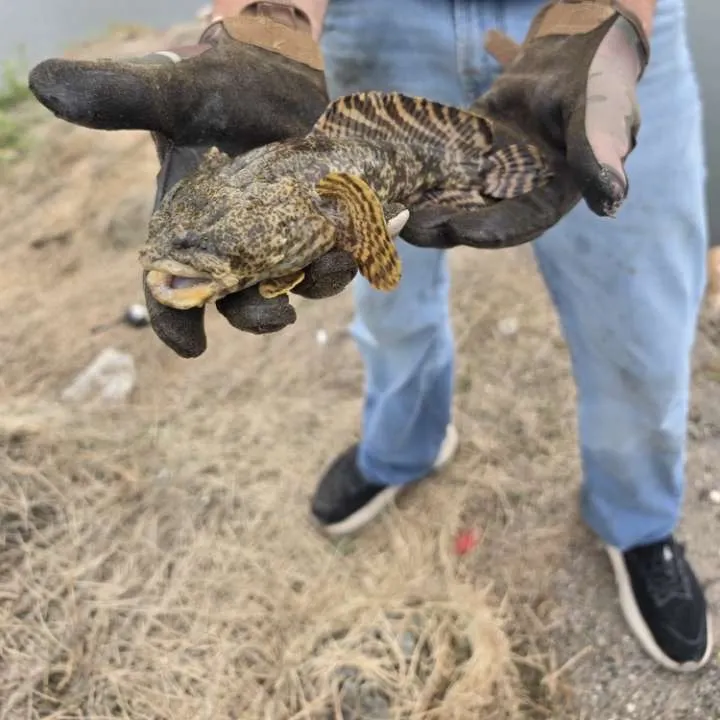 Oyster toadfish caught on Fishbrain