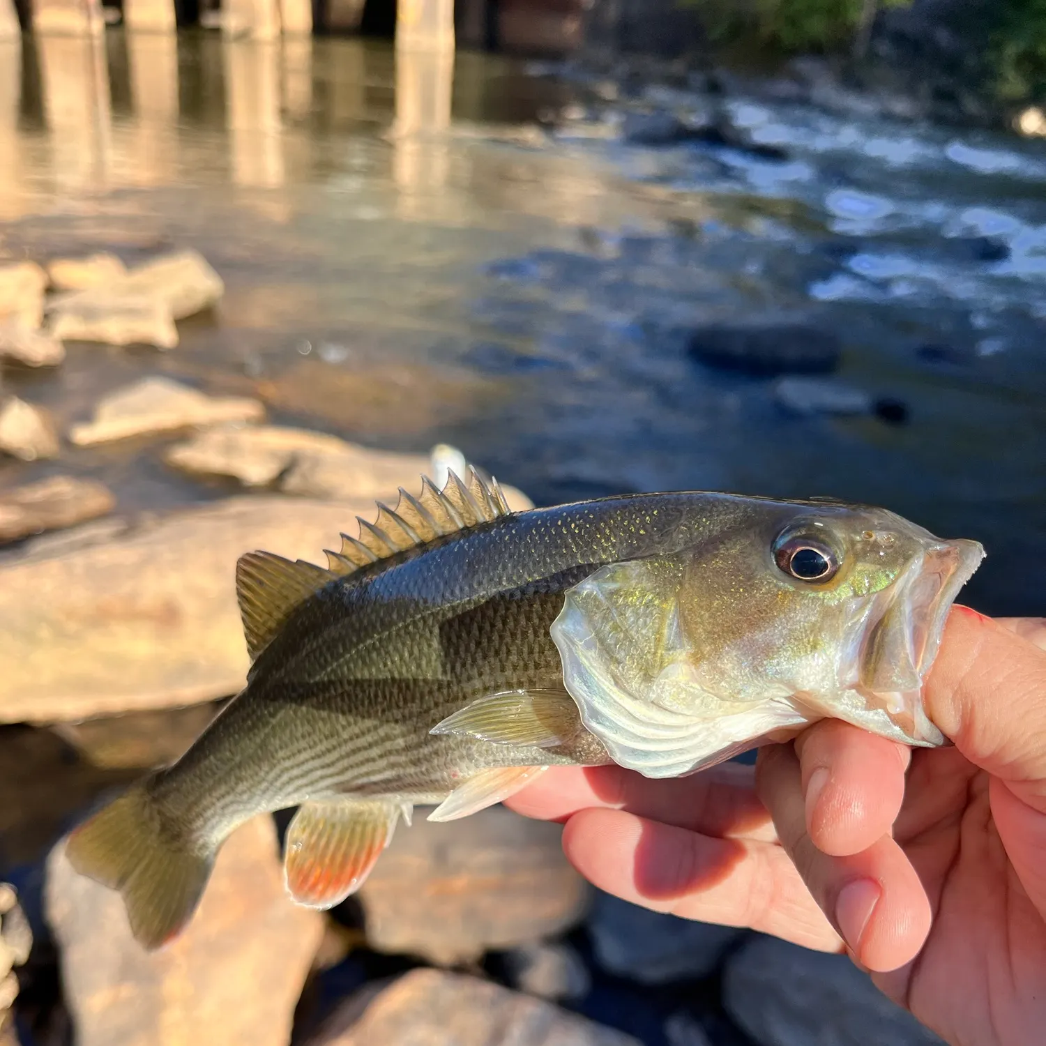 Redeye bass caught on Fishbrain