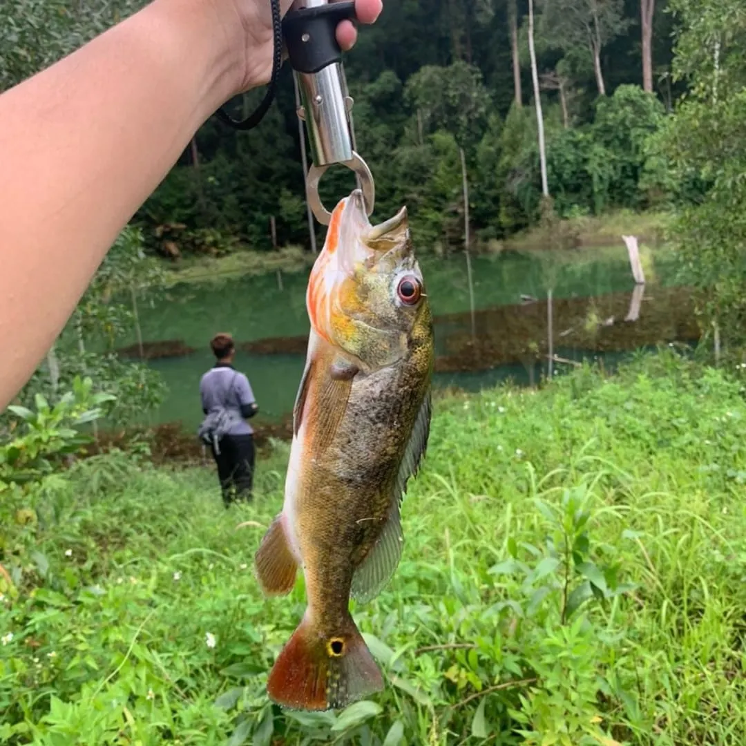 Butterfly peacock bass caught on Fishbrain