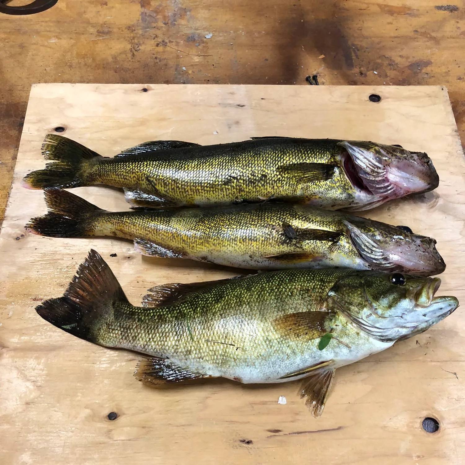 recently logged catches