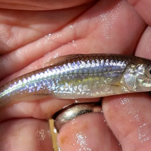 The most recent Silverjaw minnow catches on Fishbrain