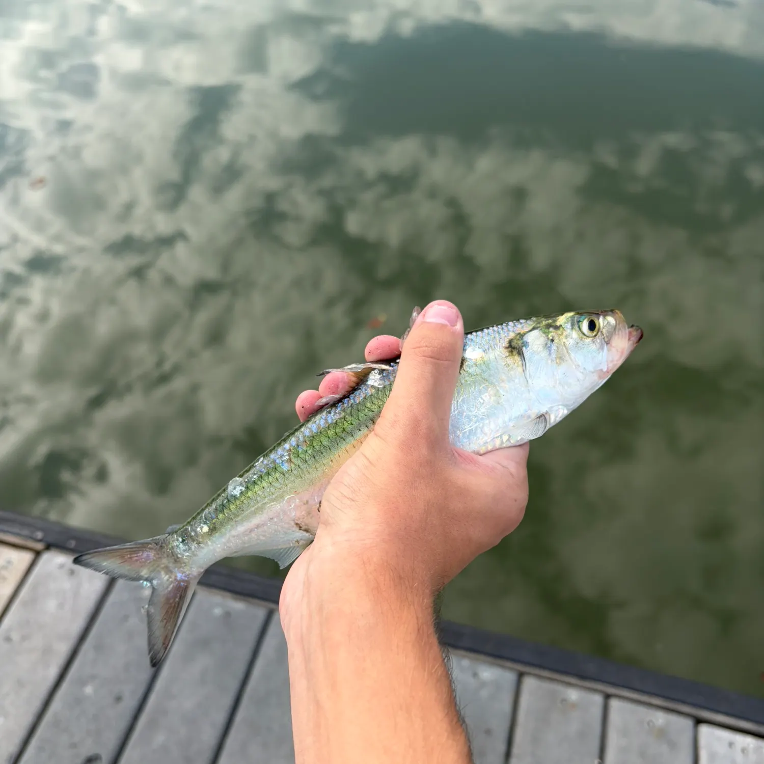 The most recent Skipjack herring catches on Fishbrain