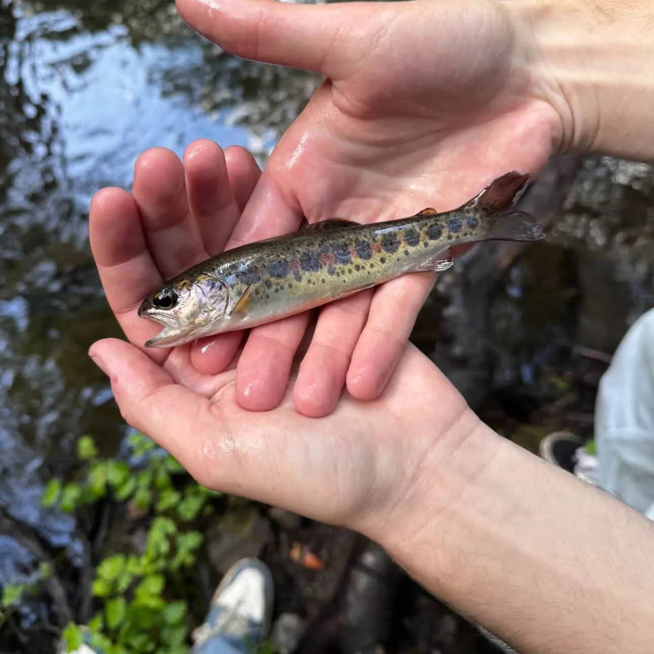 The most recent Coastal rainbow trout catches on Fishbrain