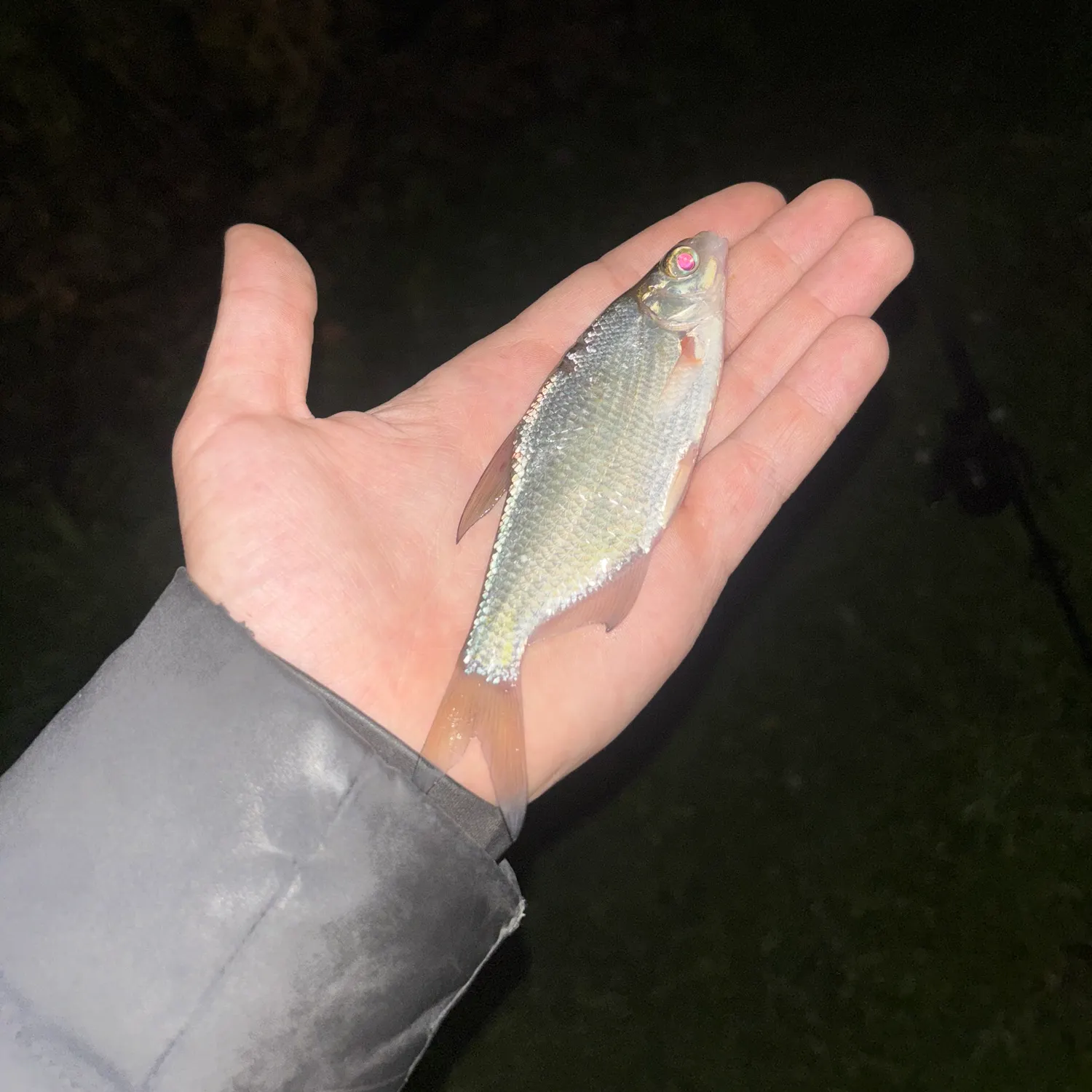 Common bream caught on Fishbrain