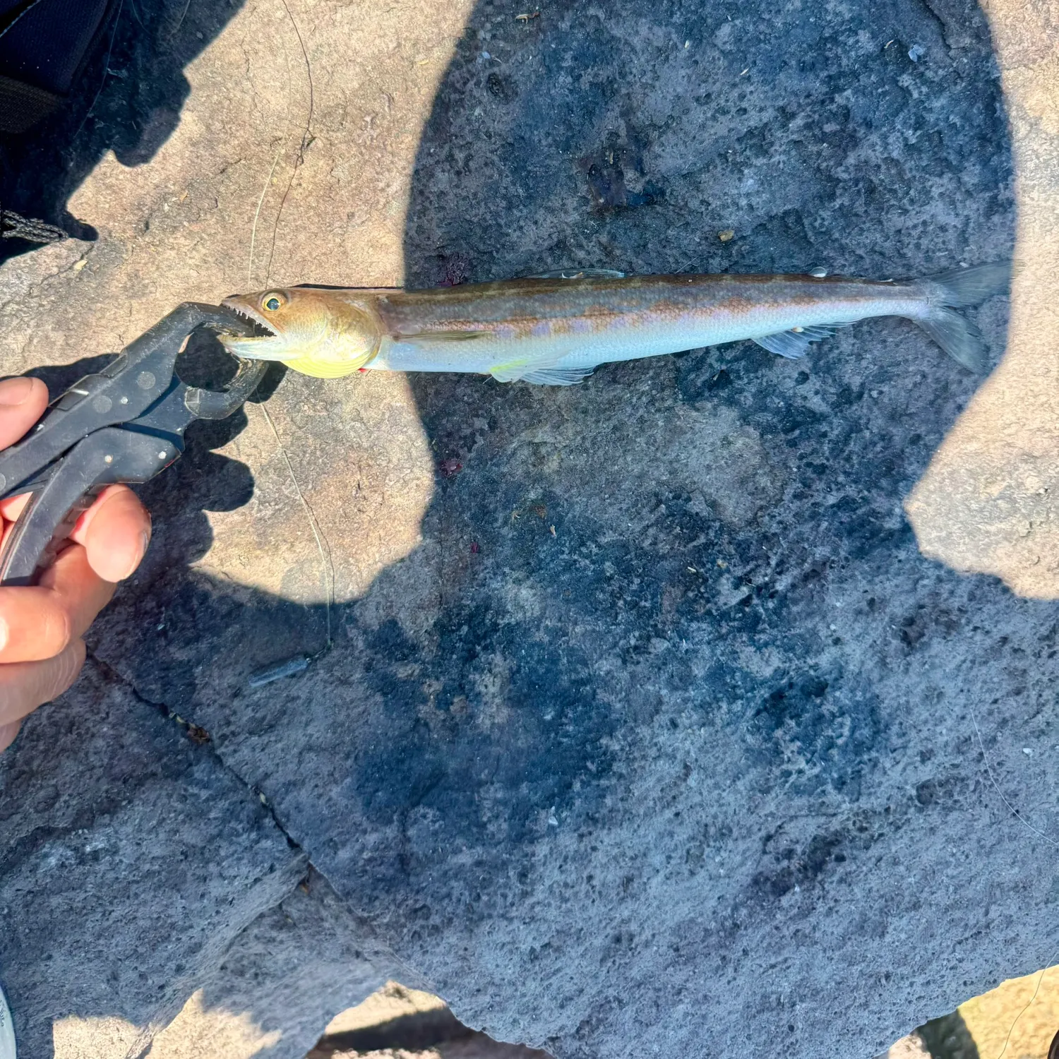The most recent California lizardfish catches on Fishbrain