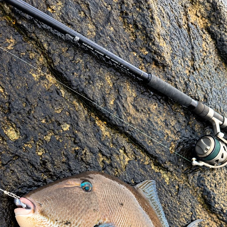 Grey triggerfish caught on Fishbrain