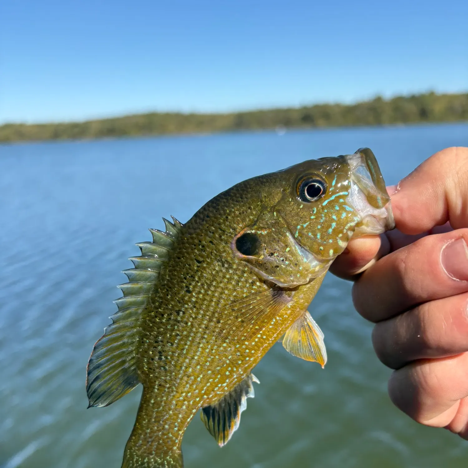 Green sunfish caught on Fishbrain