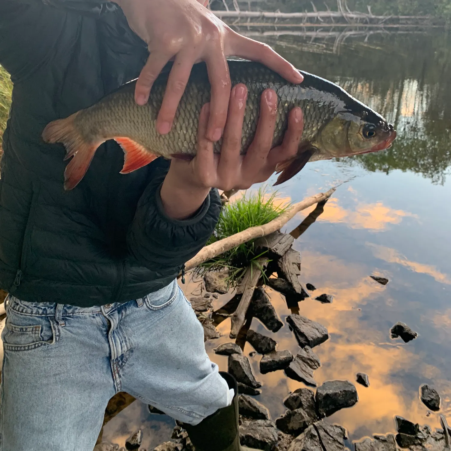 European chub caught on Fishbrain