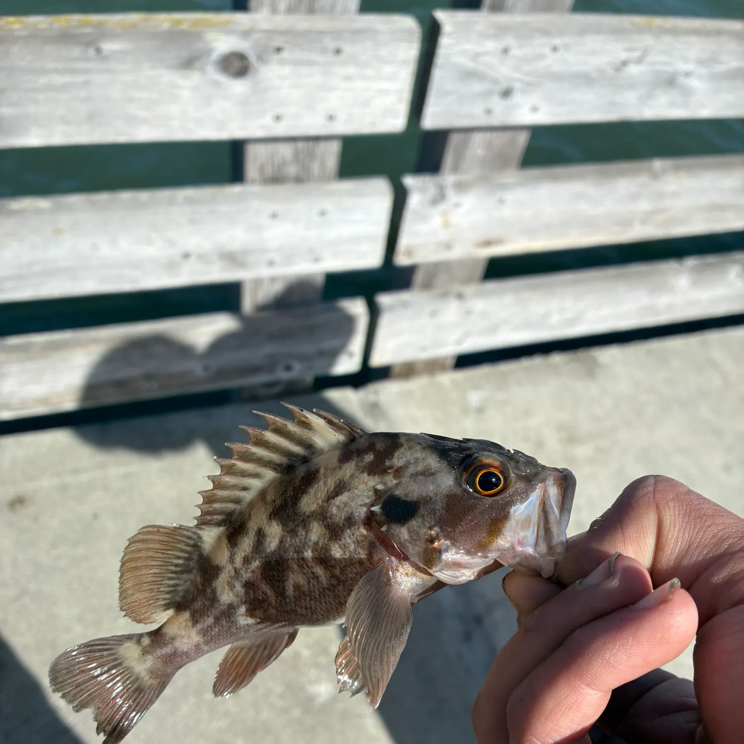 Brown rockfish caught on Fishbrain