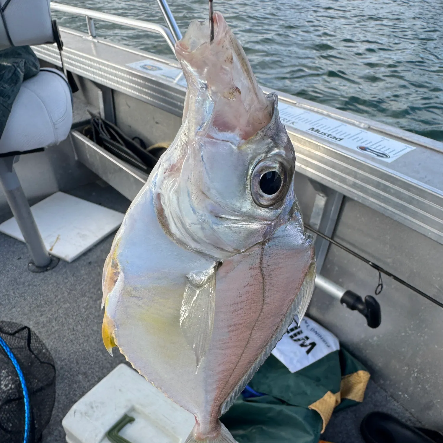 The most recent Longnose trevally catches on Fishbrain