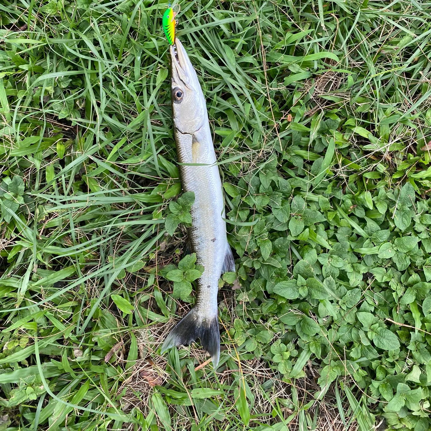 Pacific barracuda caught on Fishbrain