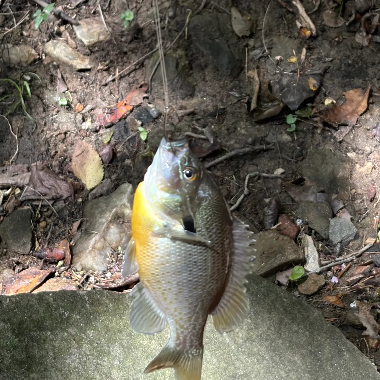 Redbreast sunfish caught on Fishbrain
