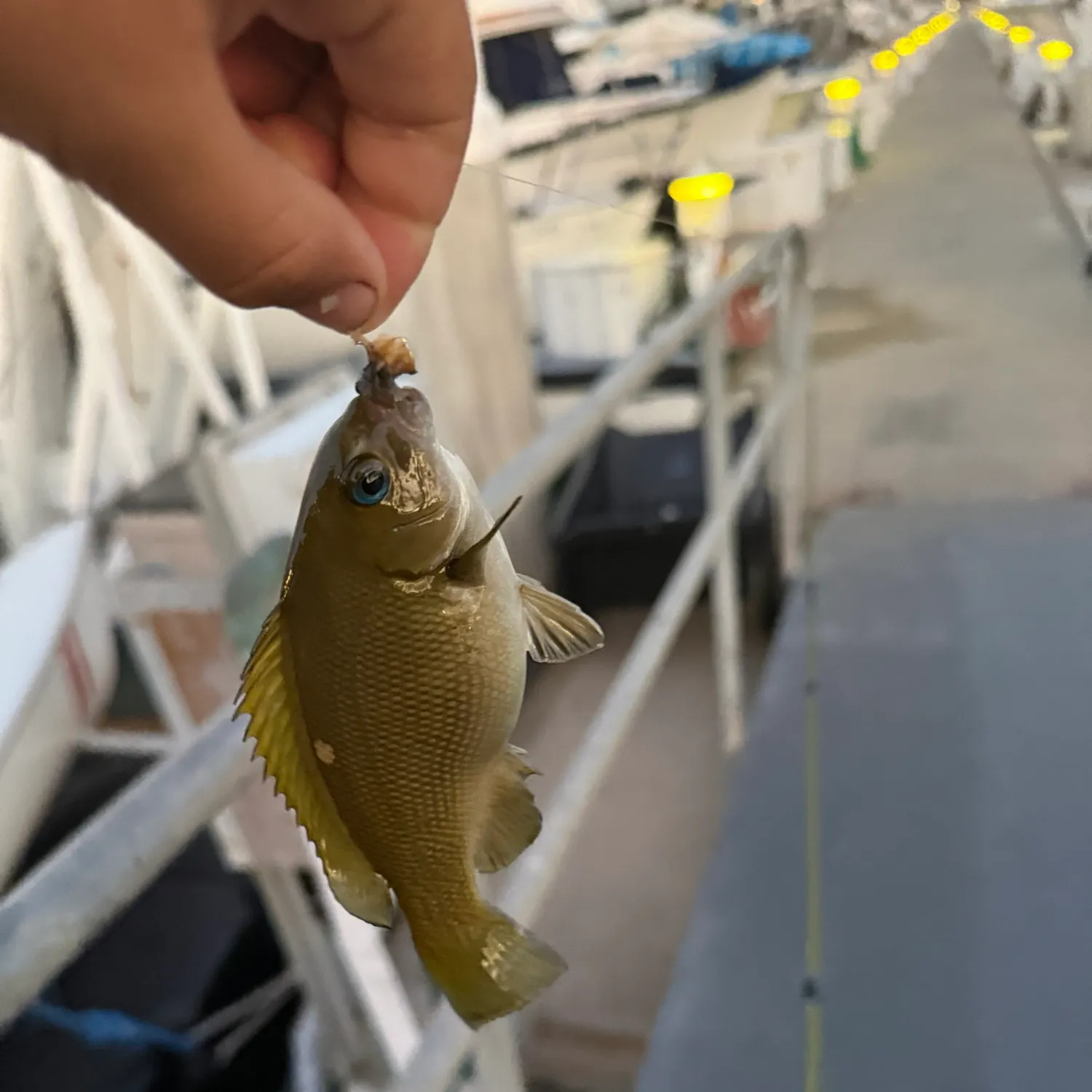 The most recent Opaleye catches on Fishbrain