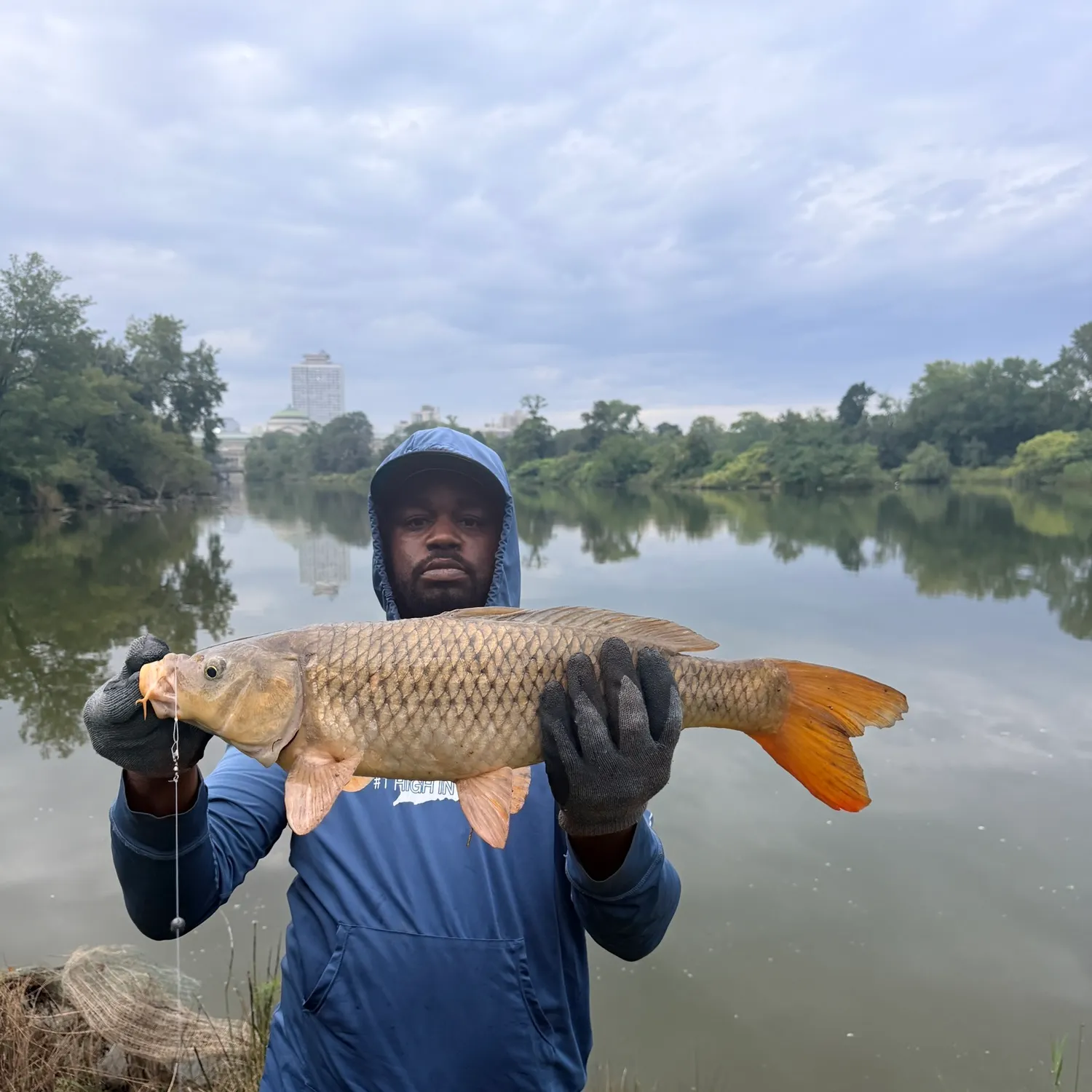 Common carp caught on Fishbrain