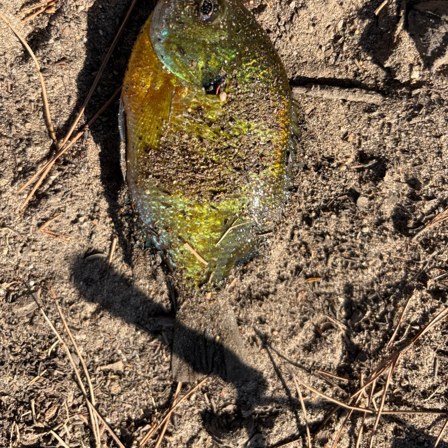 Bluegill caught on Fishbrain